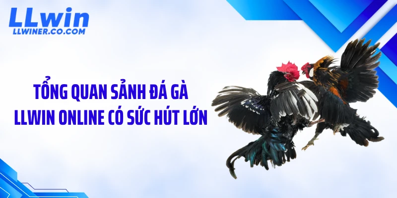 Tổng quan sảnh đá gà LLWIN online có sức hút lớn